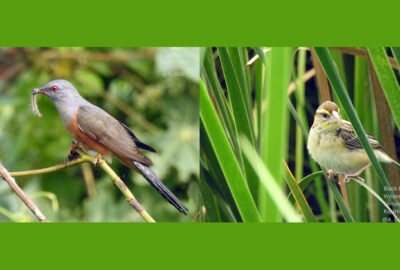 Birds in and around Kolkata